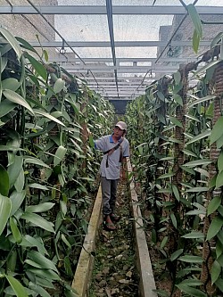 Semi Greenhouse di kavling Agromas