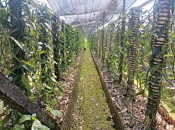 Semi Greenhouse di kavling Agromas