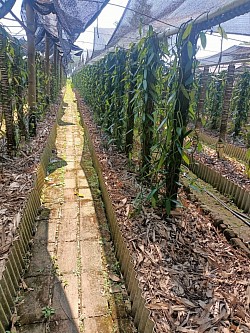Semi Greenhouse di kavling Agromas