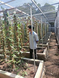 Semi Greenhouse di kavling Agromas